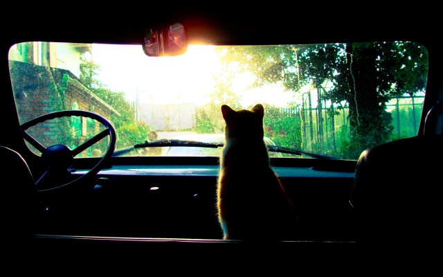 kot_v_mashine_wallpapers