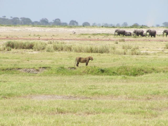 amboseli-kenya-safari-lions-7-hannaburlaka.blogspot.com