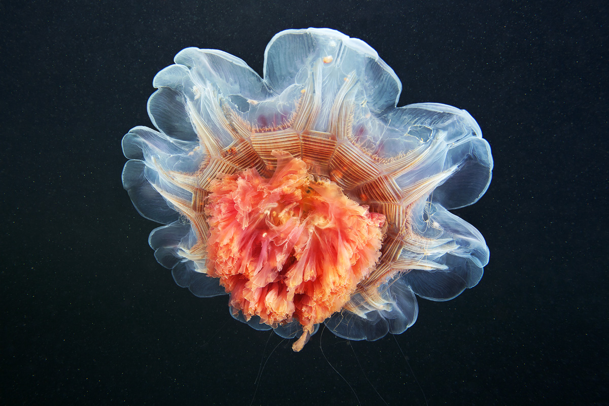12 неймовірних фото медуз